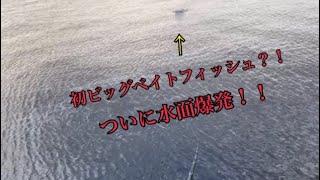 ビッグベイトで水面爆発？！ [upl. by Yorick]