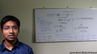 Immunology Lecture 04 Antibodies Part 2 HD Somatic Recombination amp Class Switching [upl. by Jessi]