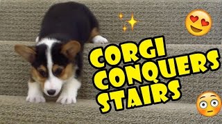 CORGI CONQUERS 163 STAIRS DESPITE SHORT LEGS  Life After College Ep 511 [upl. by Ilanos]