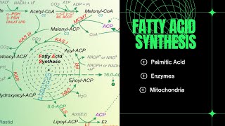 PALMITIC ACID Biosynthesis Fatty acid 2023 BioChemistry [upl. by Neerahs]