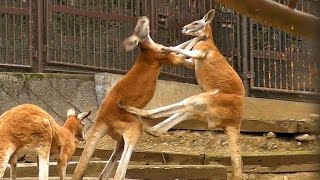 カンガルーＦＩＧＨＴ！ Kangaroo Fight [upl. by Nigel530]