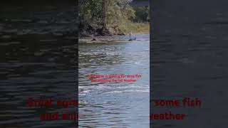 A great egret is looking for food and enjoying the fall sun birds egrets shortvideo [upl. by Eitirahc]