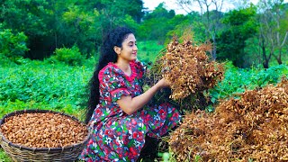 Authentic Sri Lankan Peanuts Galore 🥜 Making Caramelized Chikki Durian Crepe Cake ampEasy Watalappan [upl. by Ikcin]