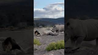 Rhino Stabs Male Lion with Its Horn [upl. by Kerrill387]