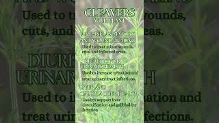 Cleavers  Galium Aparine [upl. by Suiluj]