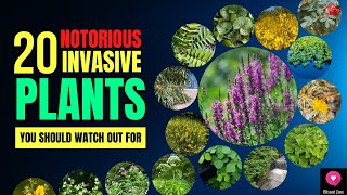 20 Notorious Invasive Plants You Should Watch Out For  Blissed Zone [upl. by Rori812]