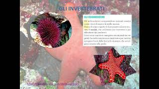 Gli invertebrati ECHINODERMI e PORIFERI [upl. by Pollitt]