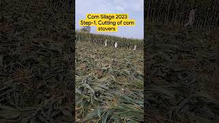 How to make Corn Silage Step1 Manual cutting [upl. by Akiem]