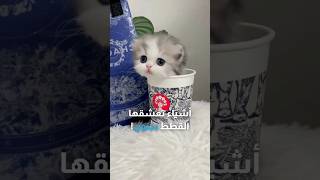 أشياء منزلية تعشقها القطط بجنون 😍🐈 قطط [upl. by Midas565]