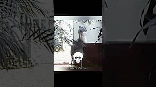 Best birds 💀☠️ fnf duet fridaynightfunkin fnaf fnafsecuritybreach memes trolledit [upl. by Ochs]