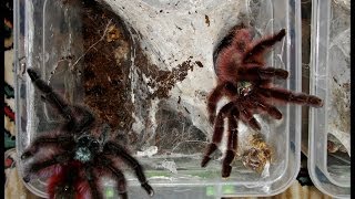 Tarantula mating  Avicularia versicolor mating [upl. by Inwat]