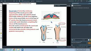 Embryology  Neurulation Vesiculation Neural Crest Cell Migration [upl. by Keener598]