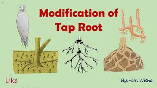 Tap Root Modification [upl. by Binetta]