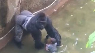 Harambes death EXPOSED [upl. by Natalina]