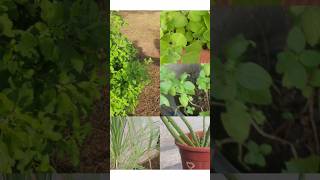 plants medicine 💊 🌿 plants  shorts  garden [upl. by Rebmeced]