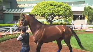 Chocolate Candy schooling Santa Anita Park 4309 [upl. by Anirret]