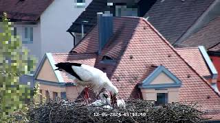 12052024 Fütterungszeit der Störche in Leutershausen [upl. by Surbeck186]