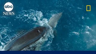 Orca takes down a great white shark on camera [upl. by Adnohsirk791]