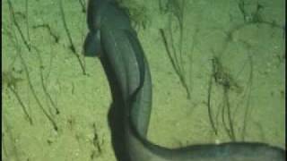 Conger Eel amp Hawaiian Grouper [upl. by Bounds846]