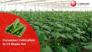 Cucumber Cultivation in V5 Shade Net House [upl. by Louie]