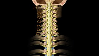 Spinal cord Segmentation [upl. by Enyala]