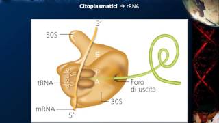 Citologia  Lezione 19 RNA pt 2 [upl. by Berman]