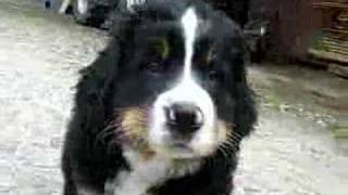 Berner Sennenhund welpen  Bernese Mountain Dogs Puppies [upl. by Enomis542]