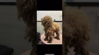 Severely Matted Mini Poodle  Dog Rescued From China [upl. by Mit]