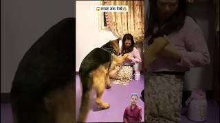 Dog is Crazy for this smartpet funny funnyanimal funnydog [upl. by Anaej873]