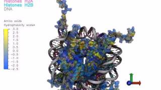 Nucleosome Structure Hydrophobic Surface and Charges [upl. by Nylime524]