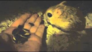 Lesser Jerboa eats sun seeds from my hand [upl. by Klotz203]