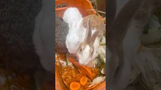 Feeding Rabbit 🐇 😍👀🐓🥚🌀❤️ ❣️ birds kozhi saranfarm chicks salem rabbits rabbit [upl. by Litman7]