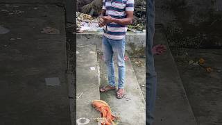 Pukur thake Telapiya mach dhora 🎣🐟 hookfishingtips shortvideo shorts hooksfishing [upl. by Auria]