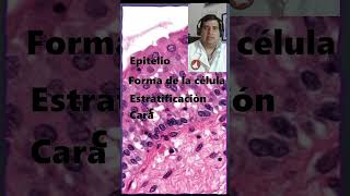 🔬 Nomenclatura de un epitelio ¿Cómo nombrarlo en histología animal🔬 [upl. by Eniala]