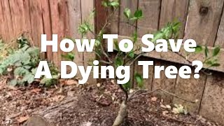 How To Save A Dying Citrus Tree [upl. by Oiretule700]