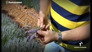 Cultivo de lavanda en Brihuega En Profundidad [upl. by Genny]