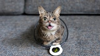 Lil BUB and the Assisi Loop [upl. by Lillywhite]