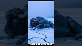 Scientist Found 50000 Years Old Buffalo  Blue Babe sciencefacts [upl. by Ellita]