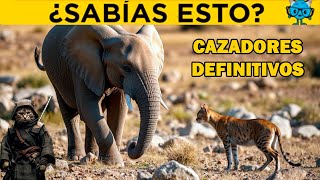 5 formas por las que los GATOS son los REYES del Reino Animal [upl. by Licastro590]