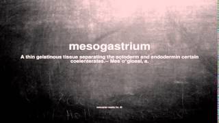 What does mesogastrium mean [upl. by Ennobe]