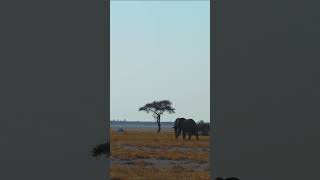 Elephant at Etosha National Park Namibia [upl. by Brandenburg]