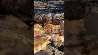 just capturing some amazing fungi on a rotted tree stump at the cemetery [upl. by Madi196]