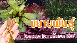 ใช้แค่ใบขยายพันธุ์ต้น Samolus Parviflorus RED [upl. by Masha]