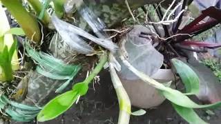 How to Handle Unhealthy Orchids Save Orchids with few Roots [upl. by Nwahsid]