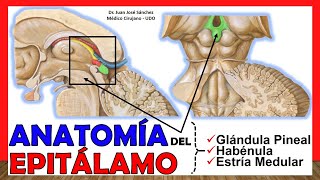 🥇 Anatomía del EPITÁLAMO Glándula Pineal Habénula ¡Explicación Sencilla [upl. by Riti]