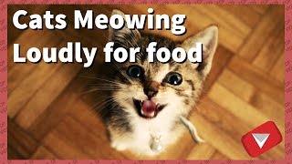 Cats Meowing Loudly For Food TOP 10 BEST VIDEOS [upl. by Ambrogio741]