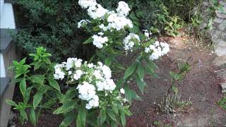 Early Autumn Care of Herbaceous Perennials Garden Phlox [upl. by Deirdre795]