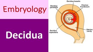 Understanding the Decidua Definition Parts and Differences [upl. by Immij857]