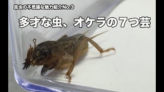 多才な虫、オケラの７つ芸〜昆虫の不思議な魅力紹介No3〜 [upl. by Inal]