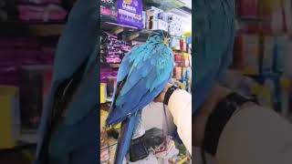 Macaw talking parrot [upl. by Dhar]